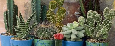 仙人掌有什么花语,坚强、温暖、刚毅的爱情均是它的花语