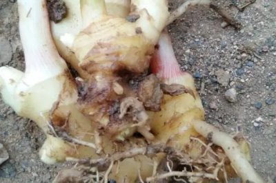生姜的常见病害与防治方法,常见的有软腐病、腐烂病等