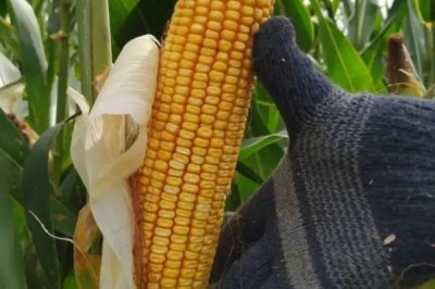 华鲜玉890玉米种子特点，种植密度
