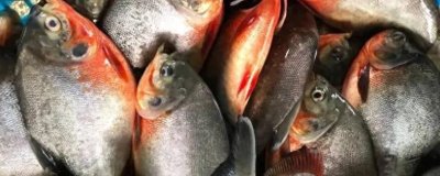 红鲳鱼的产地,红鲳鱼产自美洲