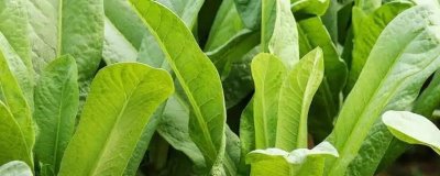 春种油麦菜注意事项,露地栽培可在五月中旬播种