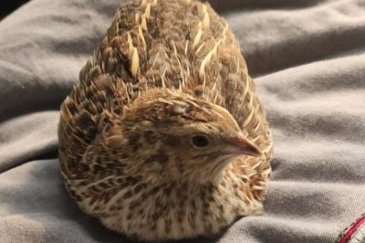 鹌鹑的养殖技术,产蛋期要注意光照时长
