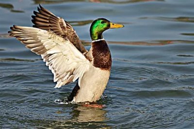养殖绿头鸭的前景，现今市场需求大前景广阔