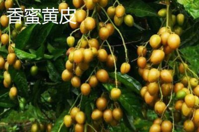 黄皮果品种介绍,这4种非常受欢迎