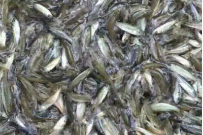 淡水鲈鱼如何养殖,需根据水色和透明度及时加注新水