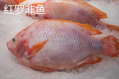 罗非鱼的品种,品种多为杂交培育而来的