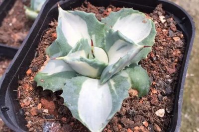 怎么养多肉雷神，冬季要停止施肥
