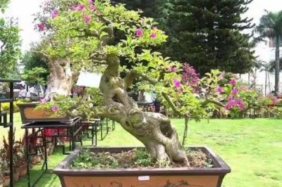 岭南盆景结顶枝法介绍，截掉顶端枝条后再按长势修剪