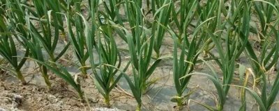 大蒜连作障碍发生的原因,病原生物影响、营养失衡或土壤问题都会导致
