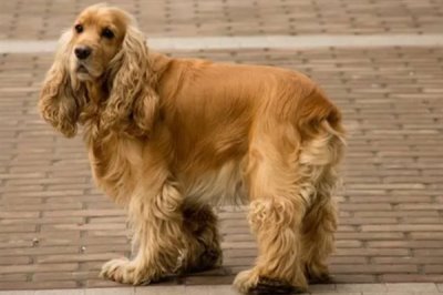 可卡的价格,市场上的常见品种一只需要800-2000元左右