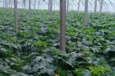 如何防治西葫芦尖嘴瓜,要减少化肥施用量且增施有机肥