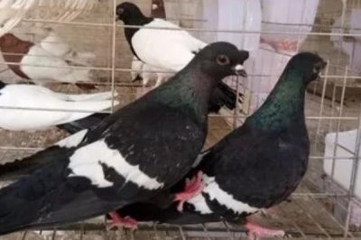 鸽子冬天能不能在室外养,其羽毛非常茂密冬天可以在室外养
