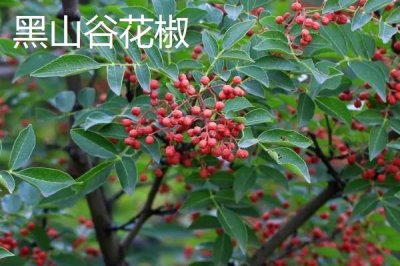 重庆市綦江的特产，黑山方竹笋为中国独有