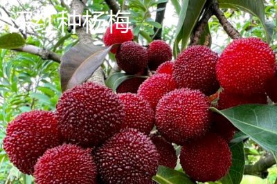 杨梅苗的价格,价格在4-300元一棵不等