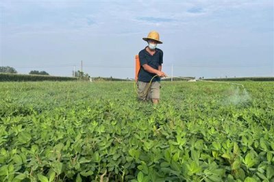灭草松的防治对象,可灭杀苍耳、问荆、马齿苋等杂草