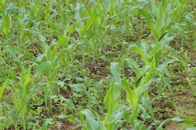 夏玉米黄苗的主要原因，缺锌、钾、氮、铁、铜、镁等均可能导致