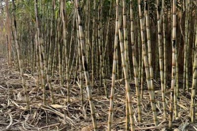 大棚甘蔗的种植方法,发现缺苗断垅情况要及时补苗