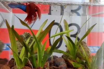 斗鱼小鱼怎么养,小斗鱼需要一天喂2-3次