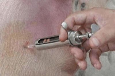 母猪产后不吃食如何治疗，便秘引起的可加入适量的植物油