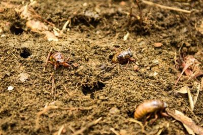 金蝉的养殖周期,一般为2-3年左右