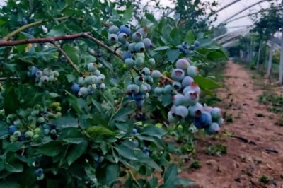 如何种植蓝莓才能高产，栽培前要注意施肥改土