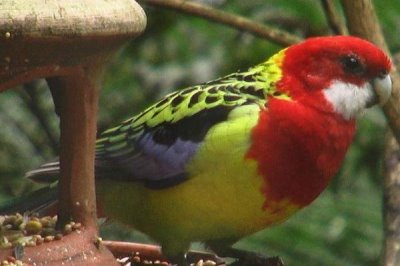 深红玫瑰鹦鹉的养殖方法，常被农民视为害鸟