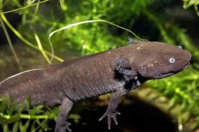 蝾螈怎么养,将水位控制在30厘米左右