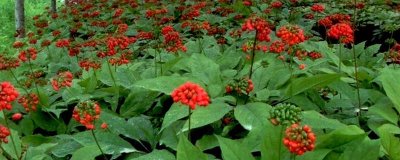 人参种子的种植方法，可春播、夏播或秋播