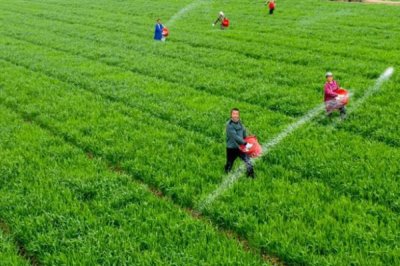 小麦后期喷什么微肥能增产增重,可以喷锌肥、硼肥、铁肥等