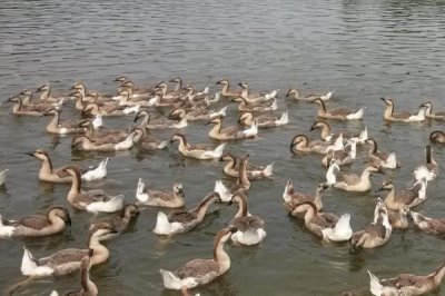 有没有人工养殖的大雁，有养殖的但价格较贵