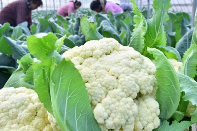 花菜怎样清洗,用牙刷在流水下轻刷再用盐水浸泡