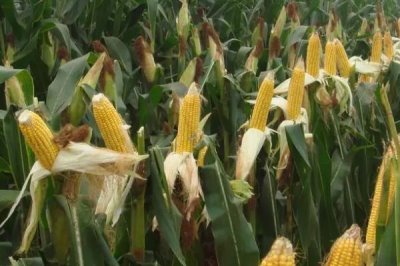 怎么钓鲮鱼,台钓法是常用的钓法