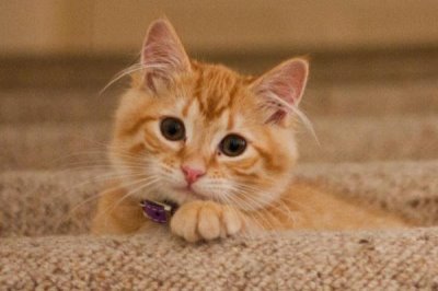 猫癣是否要完全痊愈才能打疫苗,情况不严重可直接接种