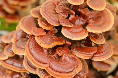 农村热门的五个项目，可种植野菜、玫瑰、灵芝、蘑菇、粗粮