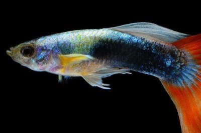 孔雀鱼吃不吃黑壳虾，孔雀鱼吃黑壳虾是很正常