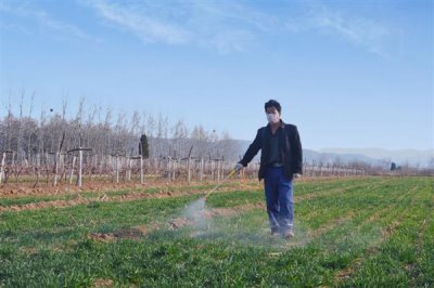 世玛小麦除草剂使用注意事项,除草剂通常要在冬前使用
