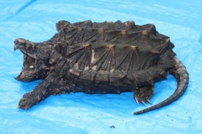 鳄龟是否需要晒背，适当晒背有助于吸收营养元素