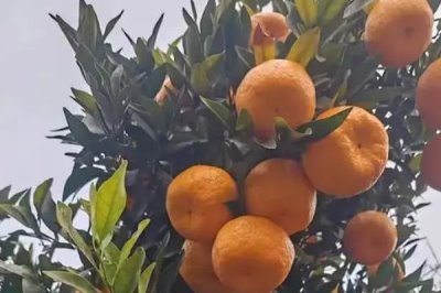 狮头柑和丑橘的区别,品种、别称和外观均不同
