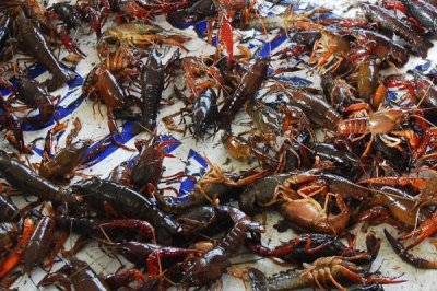 小龙虾缺氧原因以及怎么解决,可能是密度过大、水质过肥等因素所导致