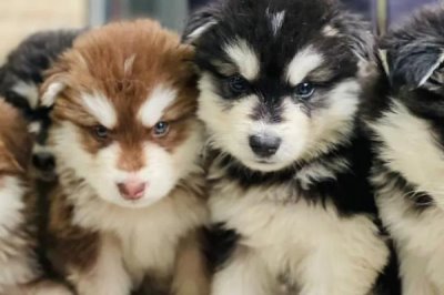 多少度幼犬会觉得冷,零下25度左右就开始觉得冷