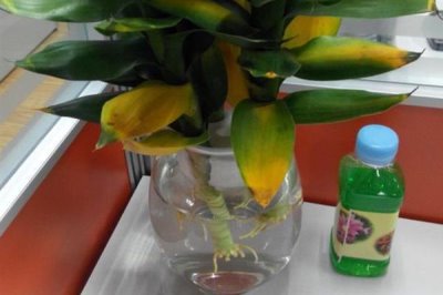 富贵竹的修剪方法,剪除弱芽、多余芽、高竹芽