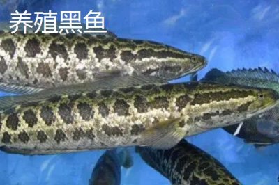 野生黑鱼和养殖黑鱼的区别,外表及口感均不同