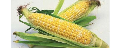 DY3309玉米品种的特性，中抗灰斑病