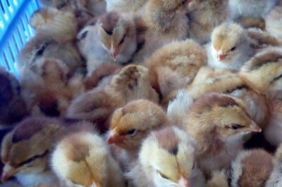 什么季节买鸡苗合适,一年四季买都是可以买的