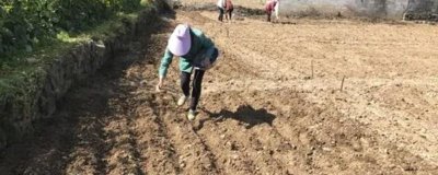 韭菜在什么时候播种，一年四季都可以播种