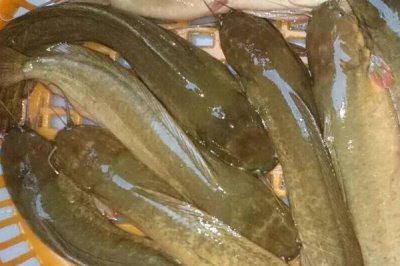 野生鲶鱼一般多少斤,重量和鲶鱼种类有关