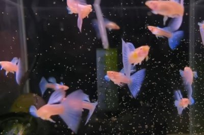 孔雀鱼上浮的原因,可能是缺氧或烂鳃病导致的