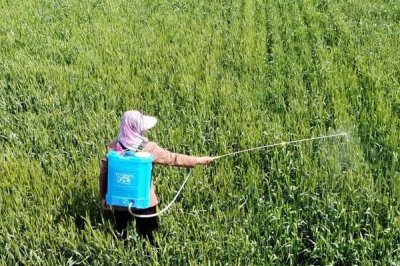 乙烯利的使用方法,针对不同作物的使用方法不同