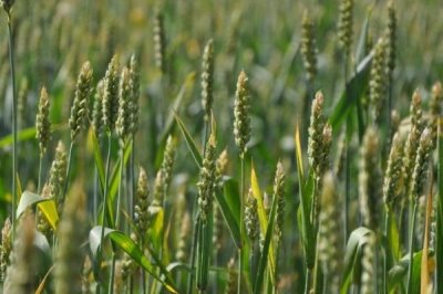 宁春58号小麦种子简介，适宜播种期2月下旬―4月上旬