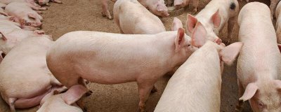 母猪便秘如何使用开塞露,一般会用到3-4支